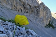 38 Nel Mandrone Papavero alpino (Papaver rhaeticum)